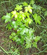 Sweetgum tree bare for sale  Century