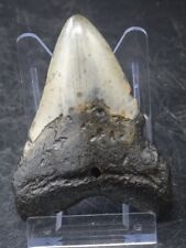 Dent mégalodon fossile d'occasion  Frejus