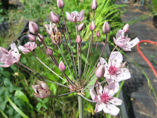 Schwanenblume butomus umbellat gebraucht kaufen  Schmidmühlen