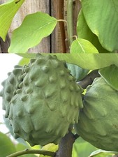 Grafted bombo cherimoya for sale  Temple City