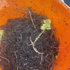 soil rich for sale  Perryton