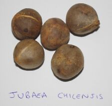 Jubaea chilensis seeds for sale  WATERLOOVILLE