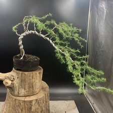 Japanese larch bonsai for sale  HULL