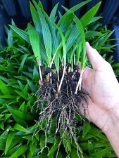10x trachycarpus fortunei gebraucht kaufen  Uelsen