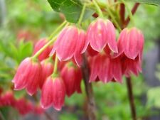 Enkianthus campanulatus red for sale  NORTHWICH