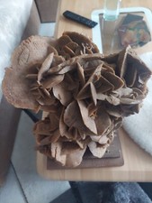 Sandrose wüstenrose gebraucht kaufen  Hemer