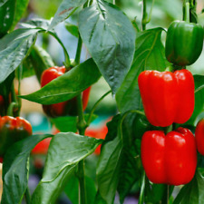 Sweet pepper seeds for sale  BIRMINGHAM