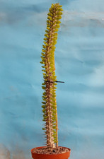 Alluaudia procera 55cm usato  Roma