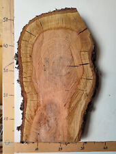 Baum stamm deko gebraucht kaufen  Waldkirchen