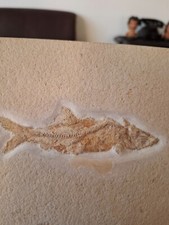 fossilien fisch gebraucht kaufen fossilien fisch gebraucht kaufen Xanten