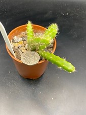 Aporocactus for sale  MOLD
