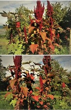 Fuchsschwanz amaranth weinrot gebraucht kaufen  Erding