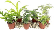 Mini fairy garden for sale  USA