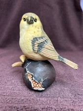 finch bird for sale finch bird for sale Hickory