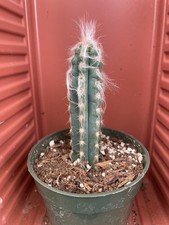 Pilosocereus leucocephalus pal for sale  Gilroy