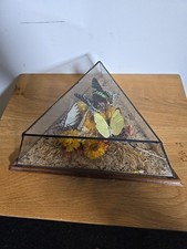 Butterfly display pyramid for sale  BLAIRGOWRIE