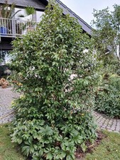 Kamelie camellia spring gebraucht kaufen  Velbert