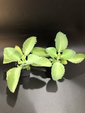 Mother thousands 3 for sale  Far Rockaway