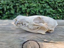 Fox skull real for sale  HULL