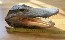 Alligator head for sale  SOUTHWELL