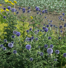 Kugeldistel echinops bannaticu gebraucht kaufen  Bad Zwischenahn