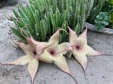 Cuttings stapelia gigantea for sale  Van Nuys