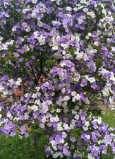 5 Semillas de brunfelsia pauciflora - Jazmín paraguayo - árbol de perfume comprar usado  Enviando para Brazil