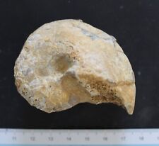 Nautile fossile cenoceras d'occasion  Moyon
