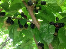 Black mulberry tree for sale  Lyndhurst