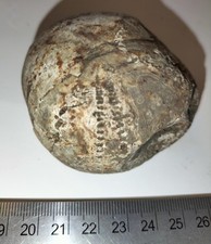 Echinoid fossil urchin for sale  THATCHAM