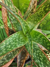 Aloe rebmannii species for sale  Jurupa Valley