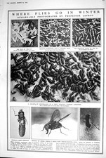 Old 1923 flies for sale  UK