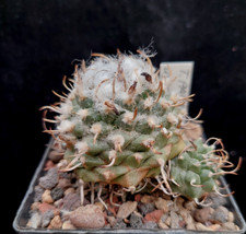 Turbinicarpus panarottoi eigen gebraucht kaufen  Michendorf