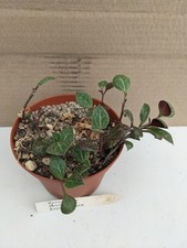 caudex gebraucht kaufen caudex gebraucht kaufen Stuttgart