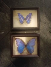 Schmetterlinge echte morpho gebraucht kaufen Schmetterlinge echte morpho gebraucht kaufen  Düsseldorf