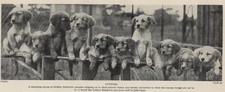 Golden retriever 1934 for sale  Tampa