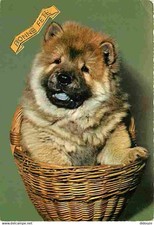 Animaux chiens chow d'occasion  Fruges
