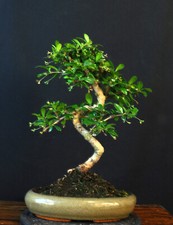 Bonsai fukientee carmona gebraucht kaufen  Bielefeld
