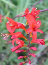 Crocosmia lucifer plants for sale  BALLYMENA