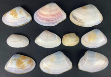 Meeresmuscheln zum sammeln gebraucht kaufen  Wanfried