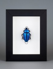 Cetonia aurata vetro usato  Dolo