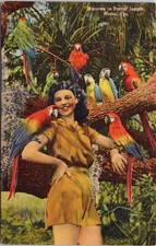 Cartão postal de linho vida selvagem tropical araras coloridas Miami Flórida papagaio selva comprar usado  Enviando para Brazil
