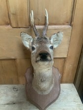 Roe deer taxidermy for sale Roe deer taxidermy for sale  LANCASTER