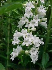 Penstemon digitallis seeds for sale  STOCKPORT