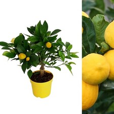 Citrus lemon tree for sale  GLASGOW