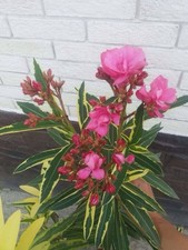 Oleander variegated double for sale  HORNCHURCH