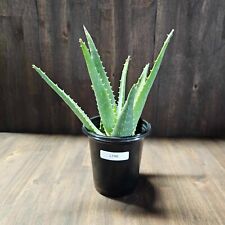 California aloe cutting for sale  Chula Vista