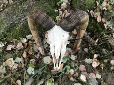 Texas mouflon sheep for sale  Signal Mountain