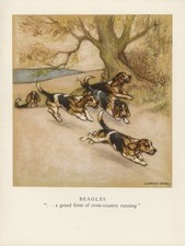 Beagle hounds lovely for sale  COLEFORD