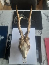 Roe buck for sale  NORWICH